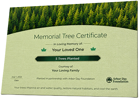Plant Trees in Memory of Rosa Monique 